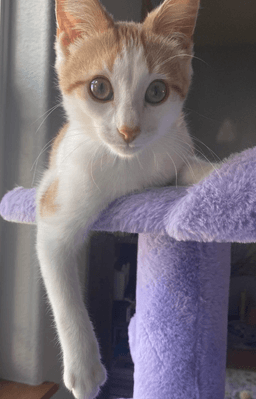 Gunther image 1