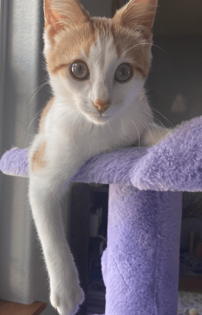 Gunther - Domestic Short Hair