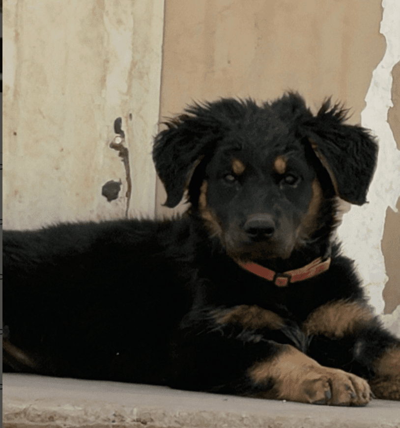 Elmyra - German Shepherd Dog