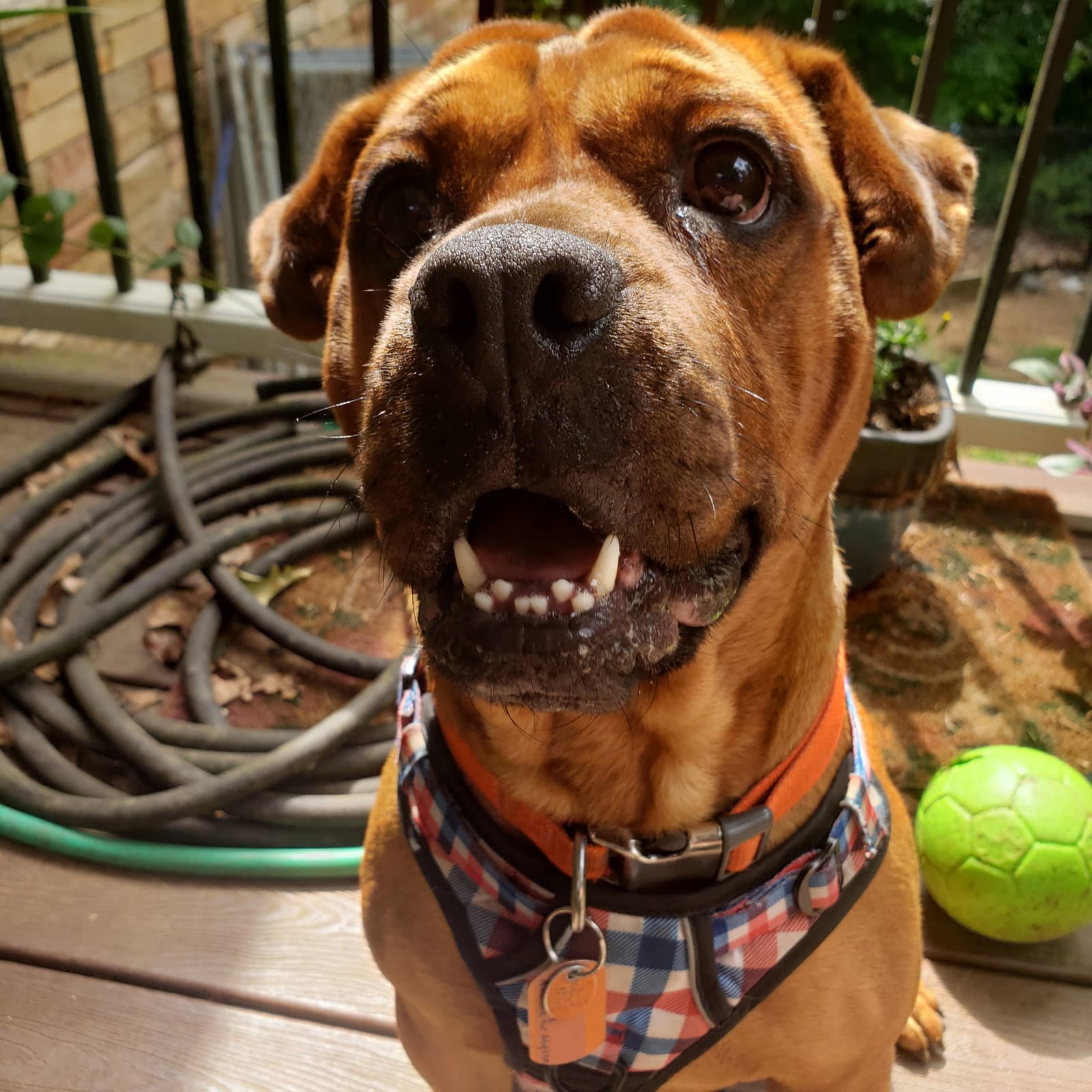 Toby - Boxer