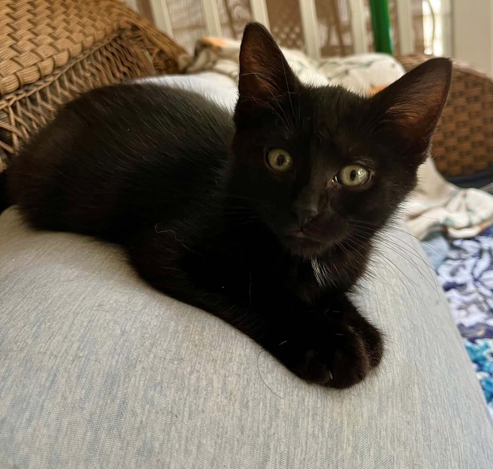 Zacchaeus - Domestic Short Hair