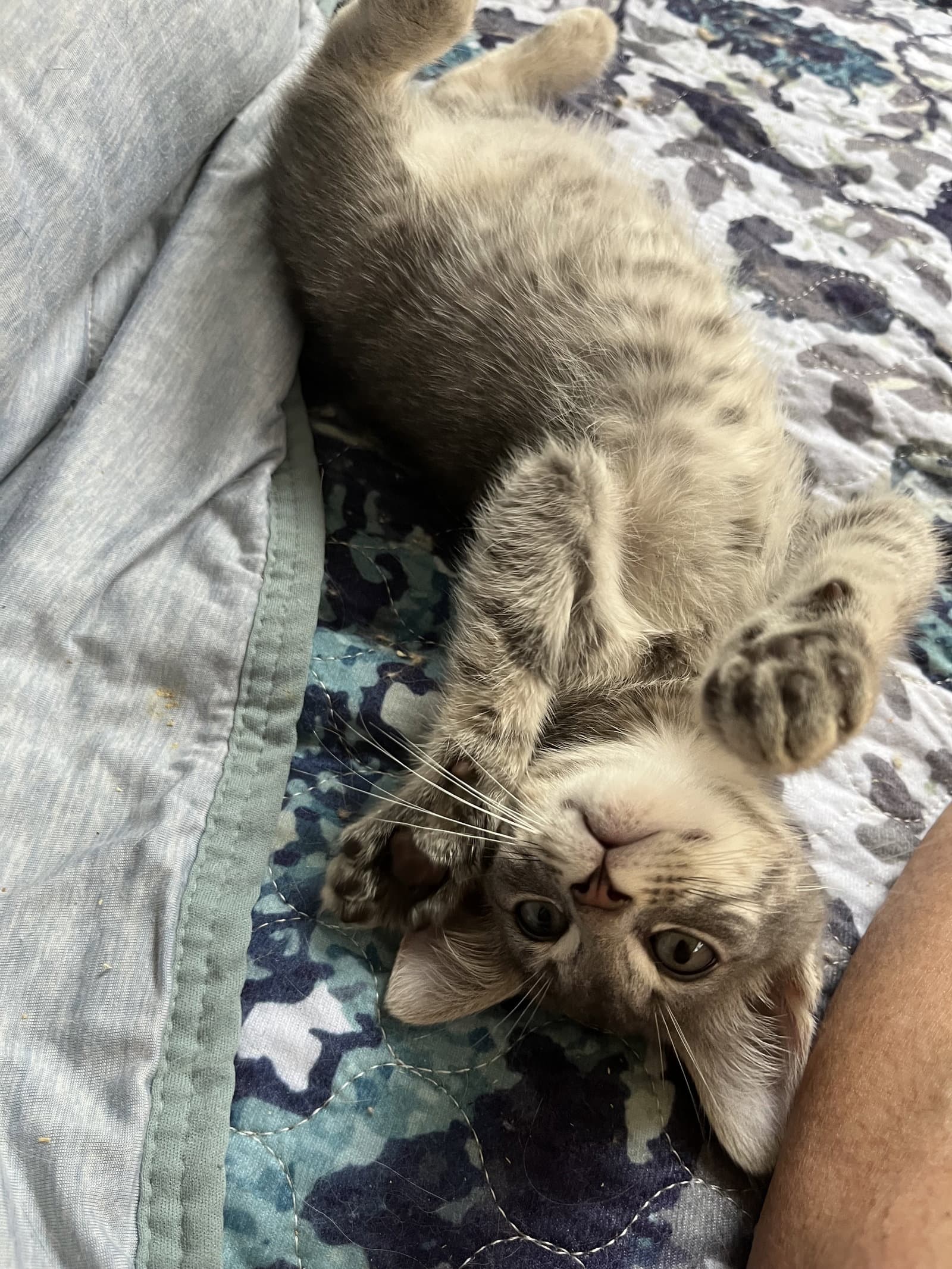 Josiah - Tabby