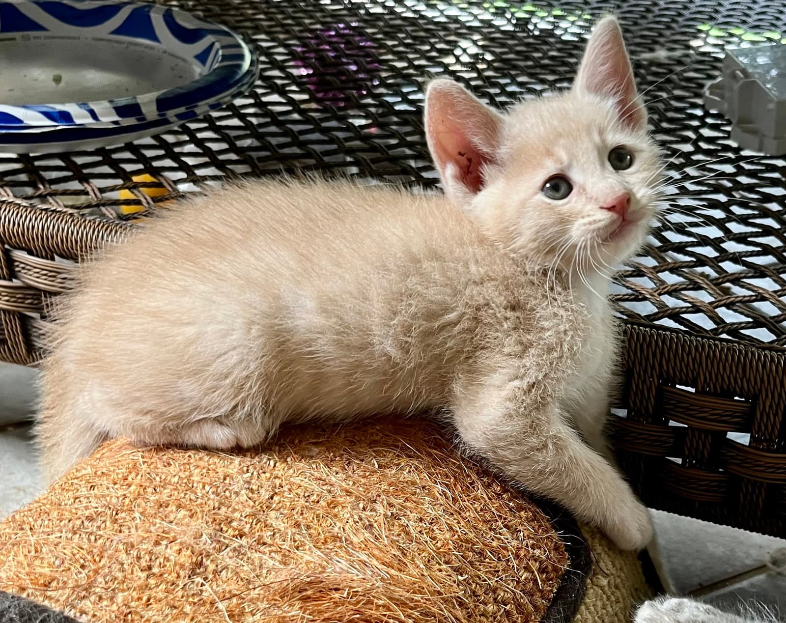 Percy - Domestic Short Hair