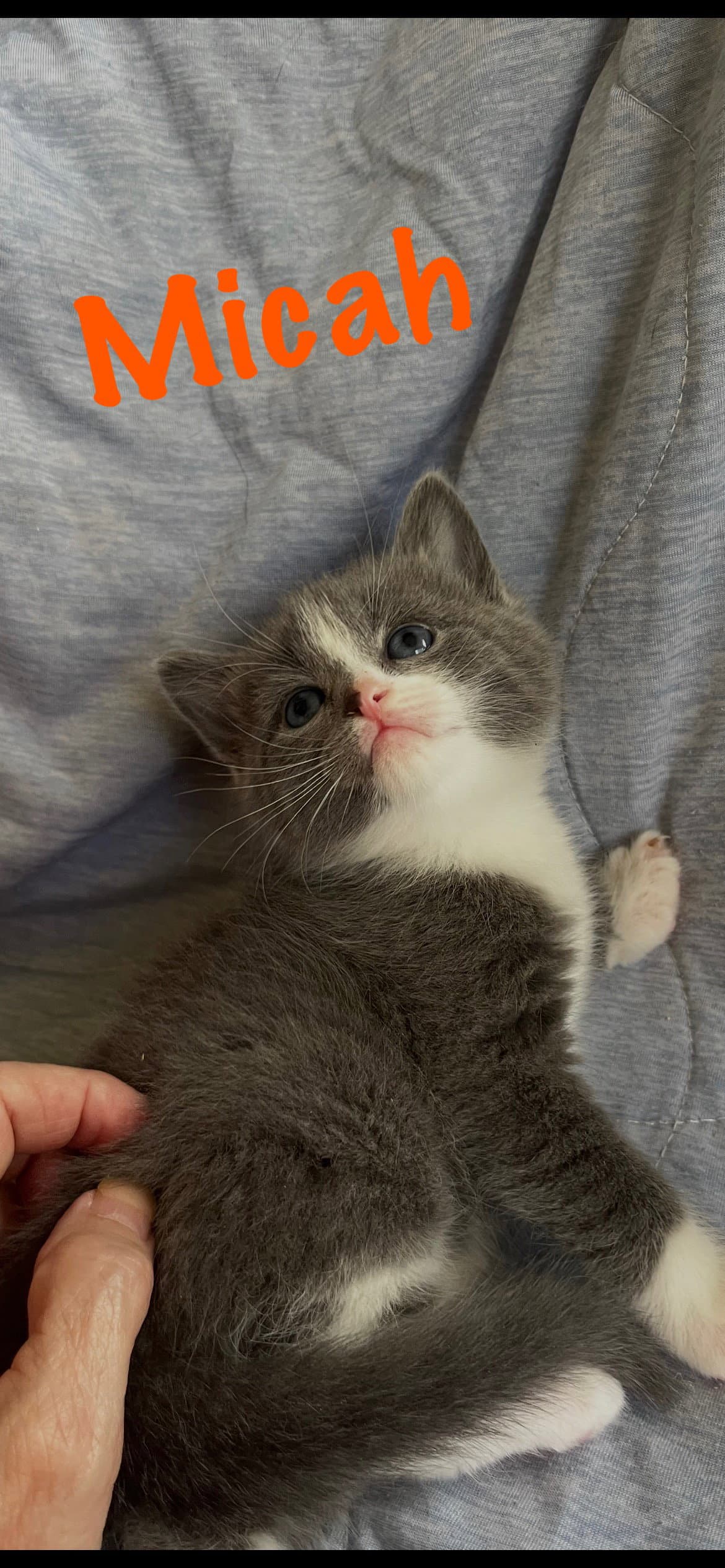 Micah - Domestic Short Hair