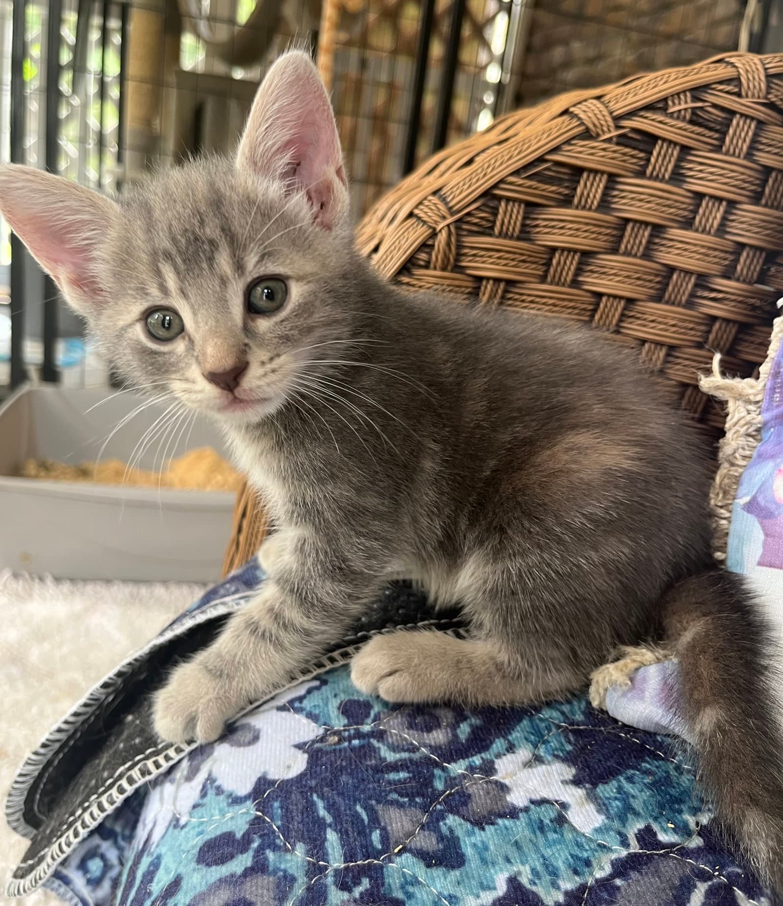 Poppy Vae - Dilute Tortoiseshell