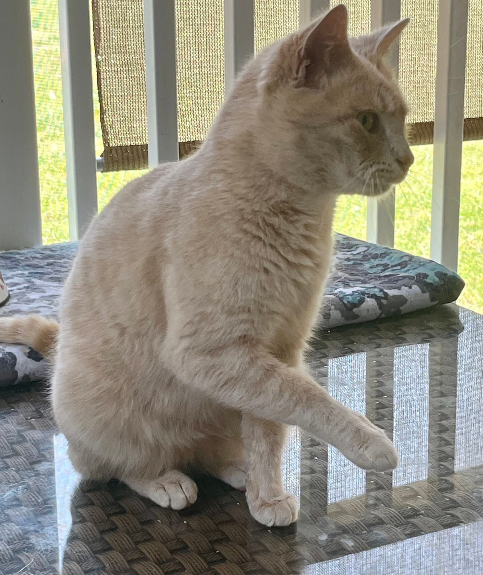 Peaches - Tabby