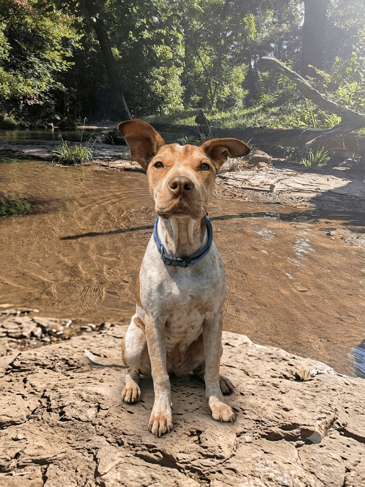 Shade - Terrier