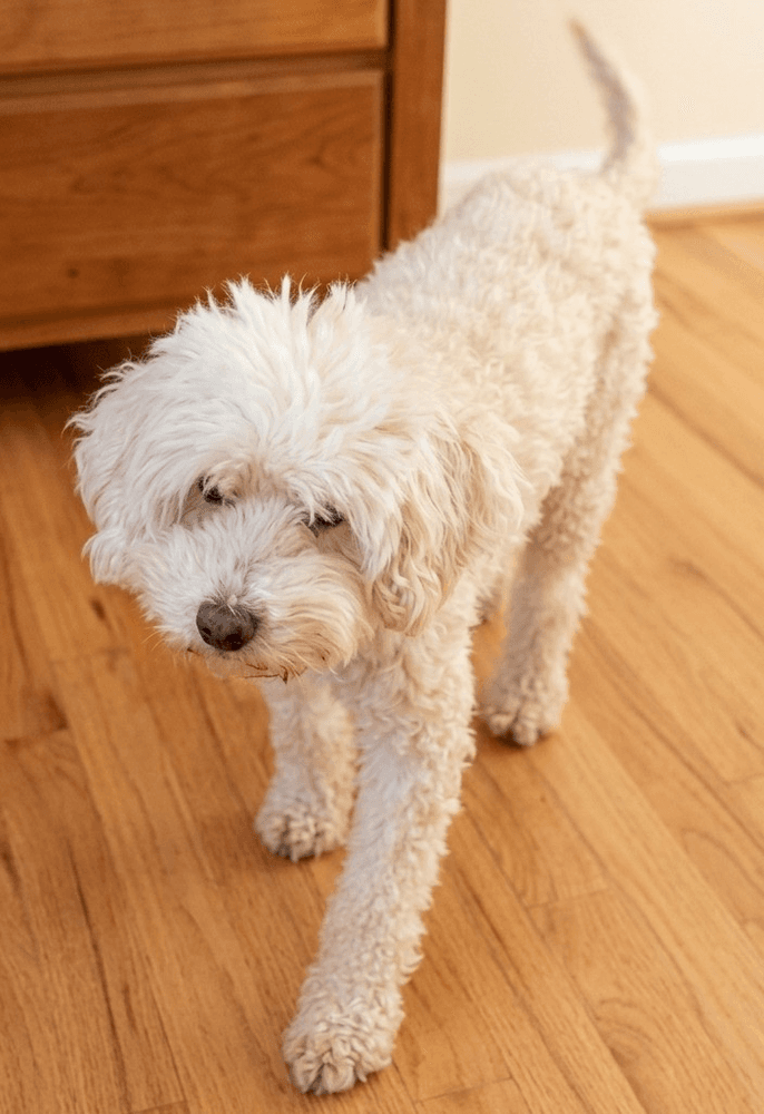 Estrella - Poodle (unknown type)