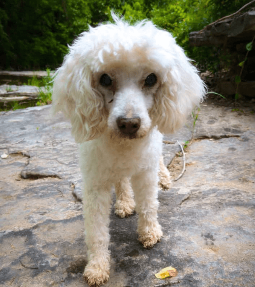 Estrella - Poodle (unknown type)