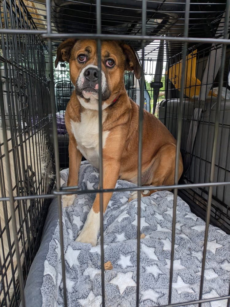 Jenny - Boxer