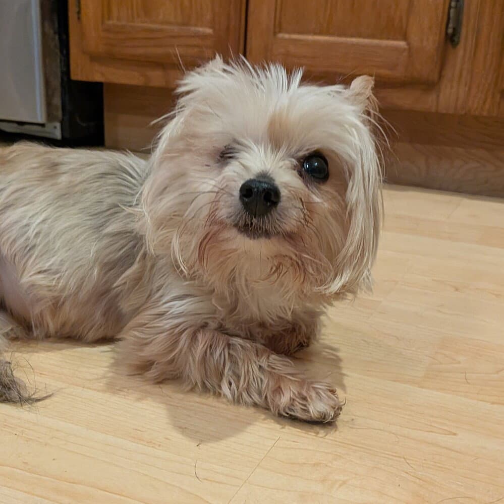 Sunshine - Yorkshire Terrier Yorkie