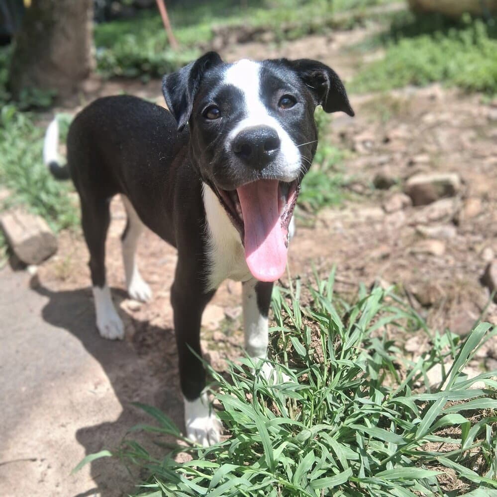 Lydia - Terrier