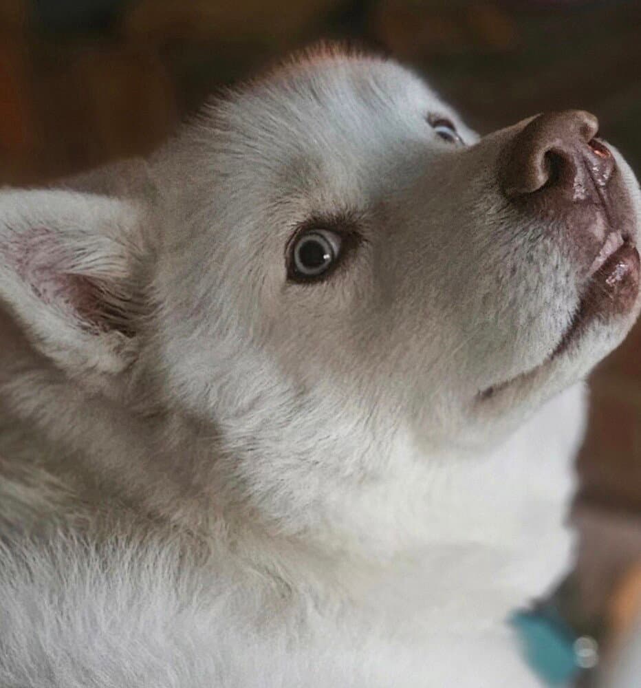 Coda Blue - Husky