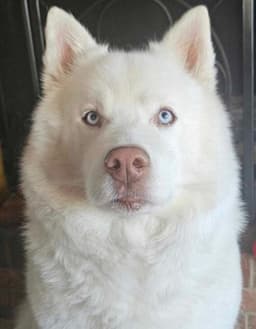 Coda Blue image 3