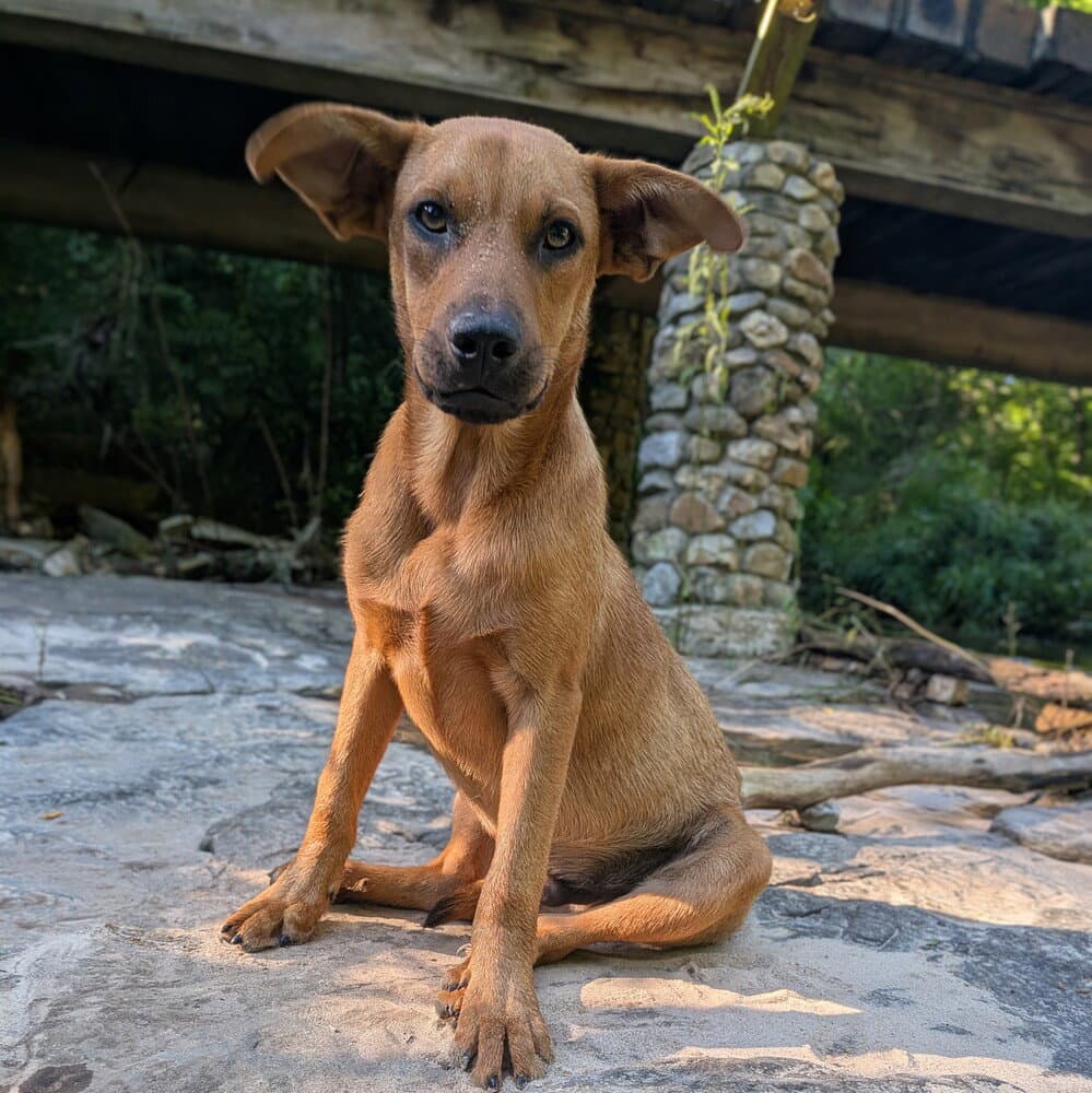 Stanley - Terrier