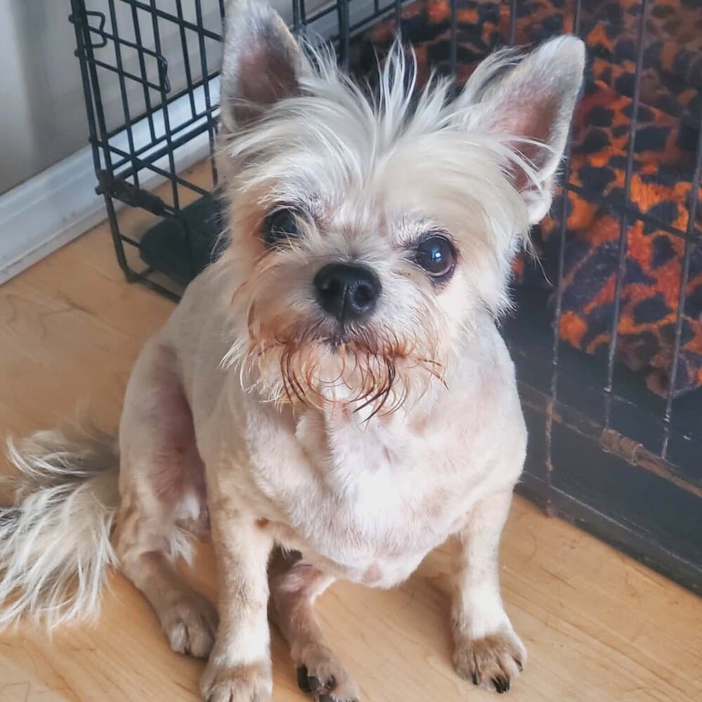 Mama - Terrier
