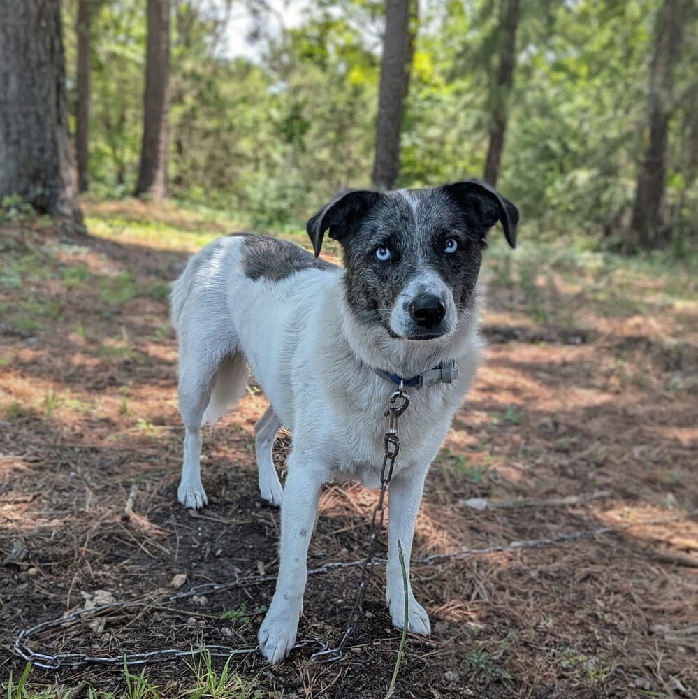 Sable - Australian Shepherd
