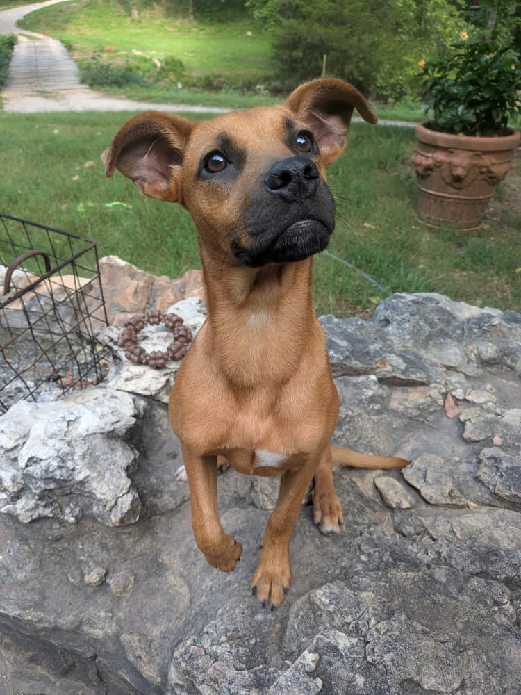 Sofie - Terrier