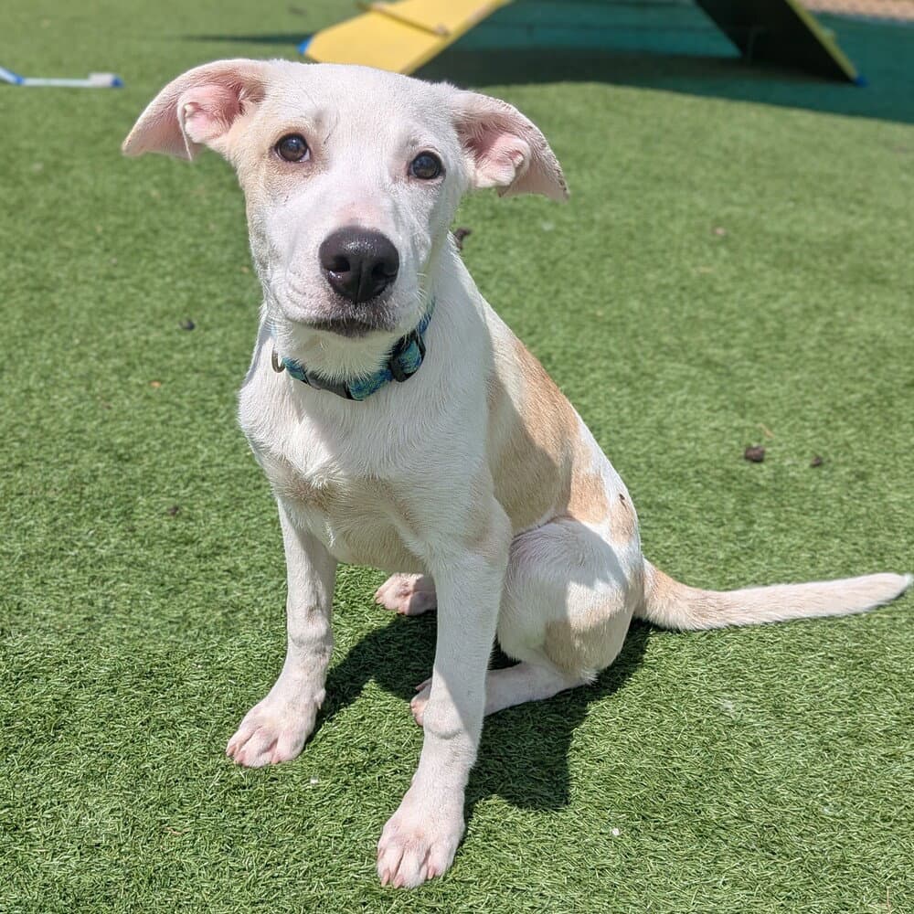 Shorty - Terrier