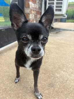 Zoey image 1
