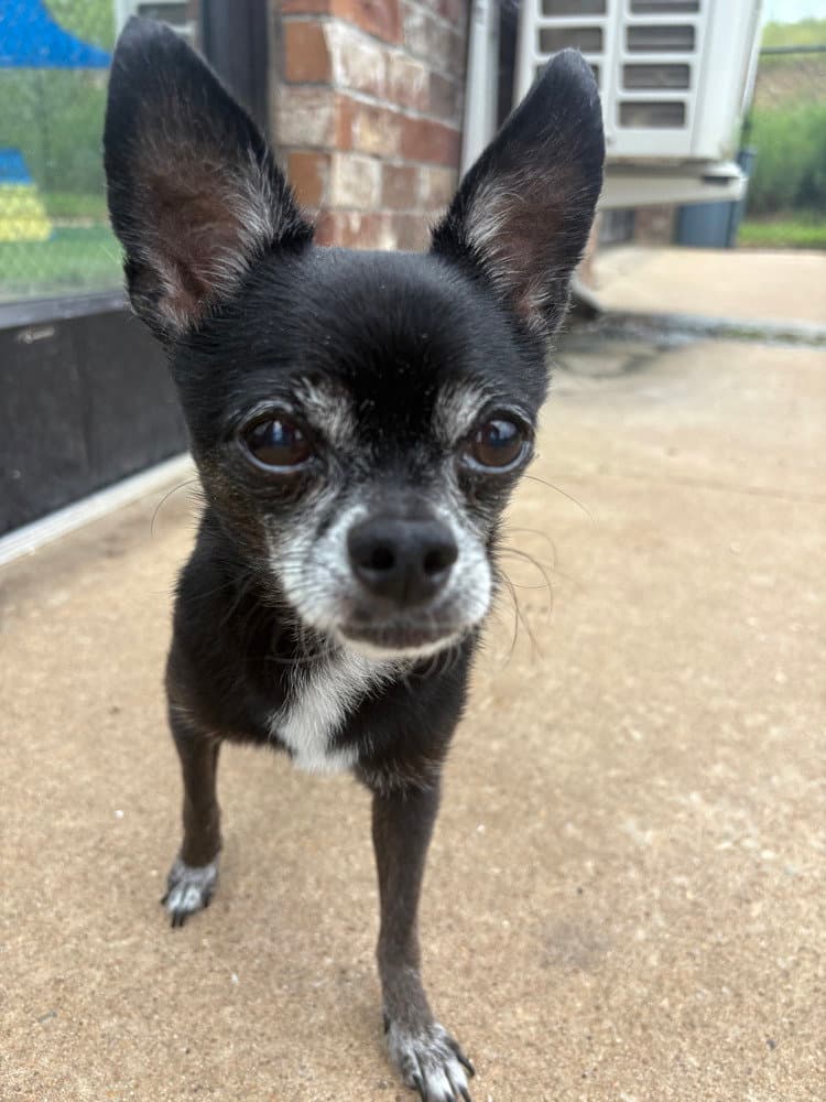 Zoey - Chihuahua