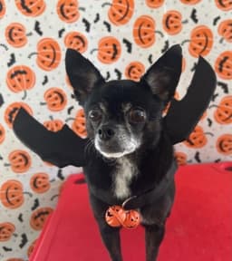 Zoey image 3