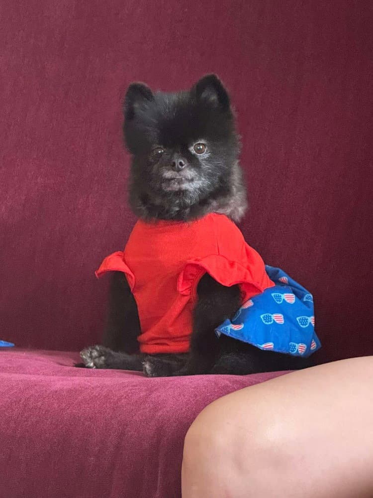 Monkie - Pomeranian