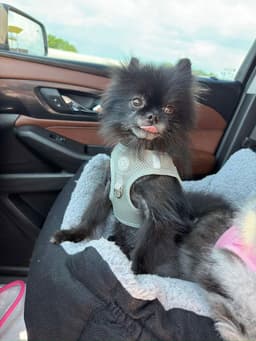Monkie image 3