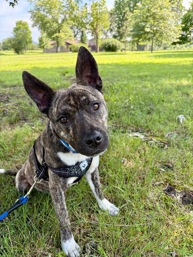 Duke - Terrier