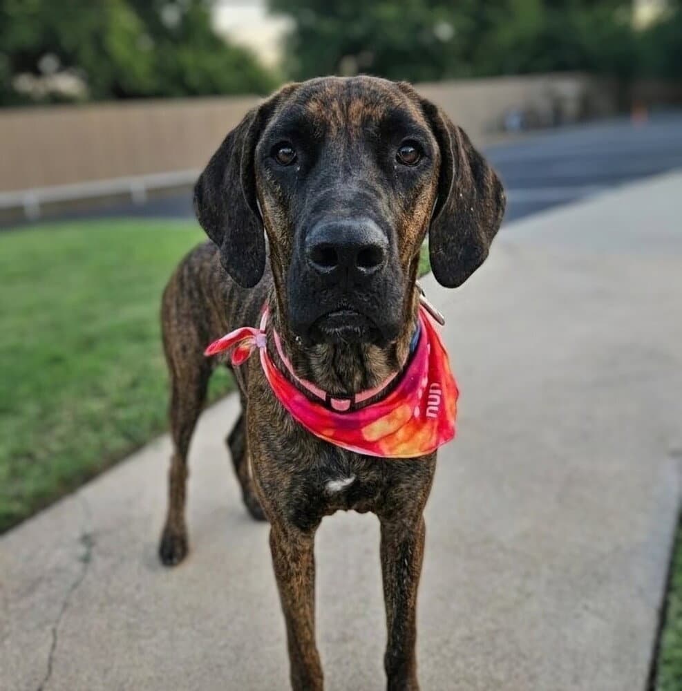 Lola - Great Dane