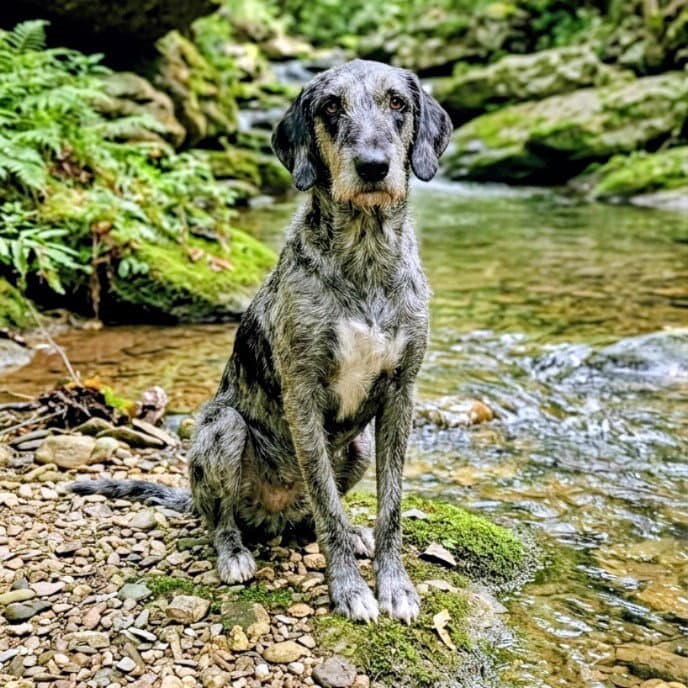 Molly - Great Dane