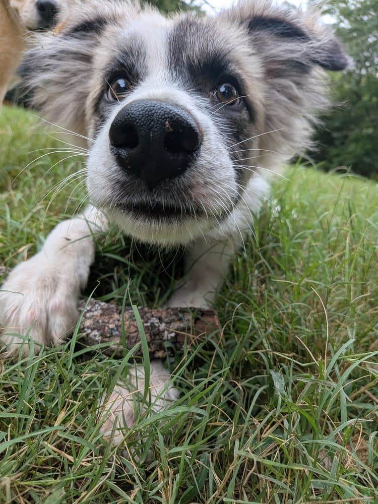 Buffington - Great Pyrenees