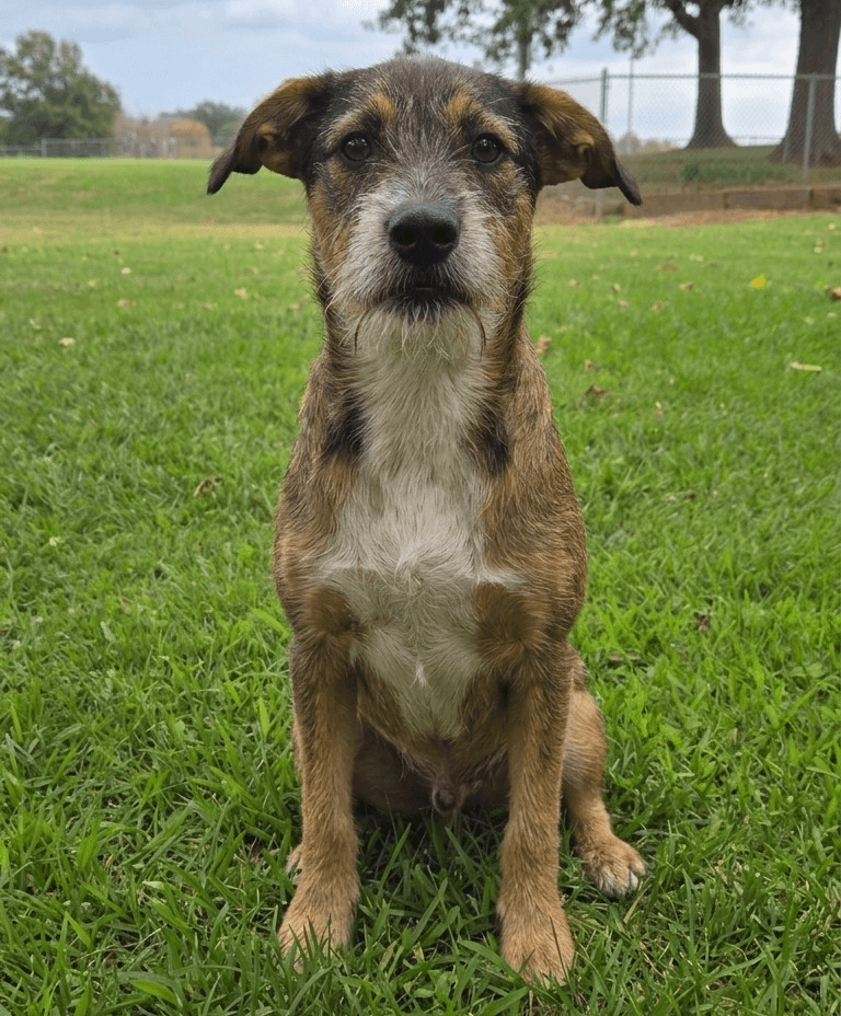 Grumpy - Terrier