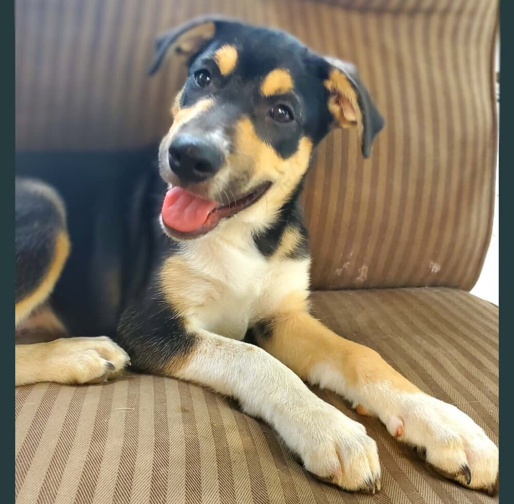 Drusilla - Terrier