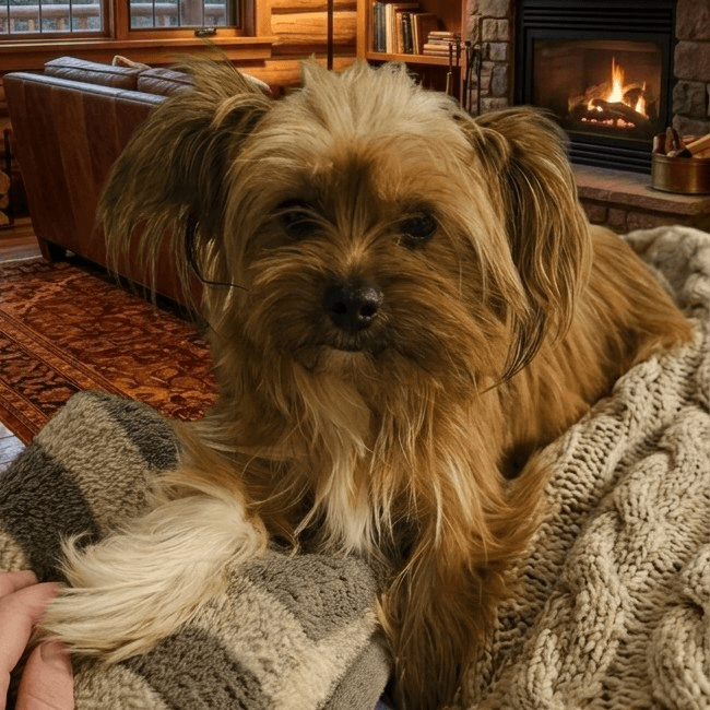 Duncan - Yorkshire Terrier Yorkie