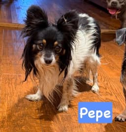 Pepe image 1