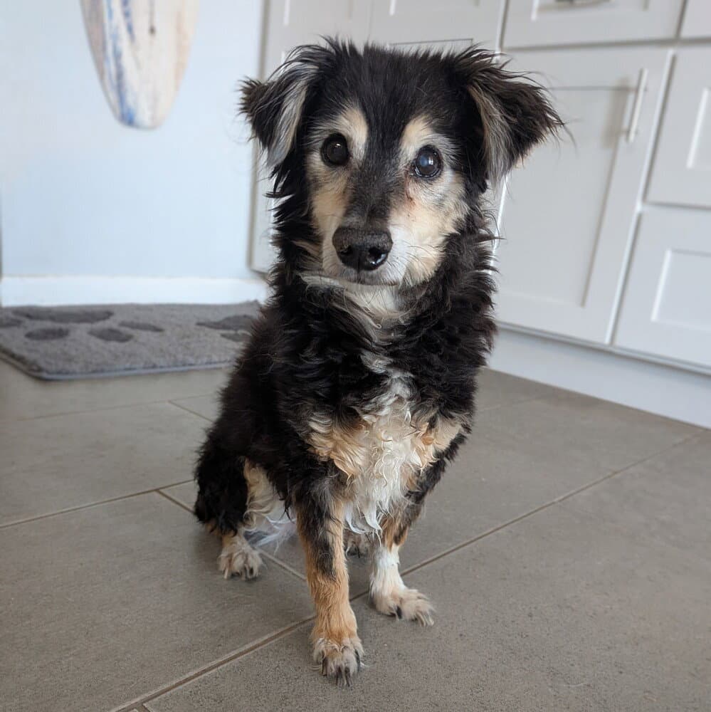 Emma - Terrier