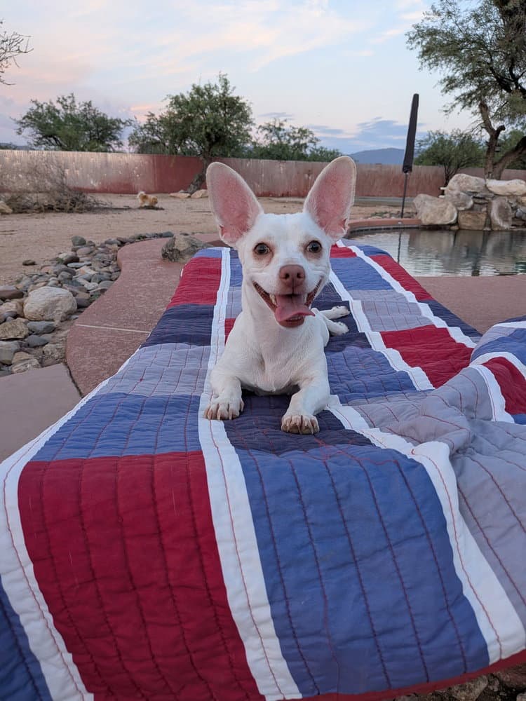 Gizmo - Chihuahua