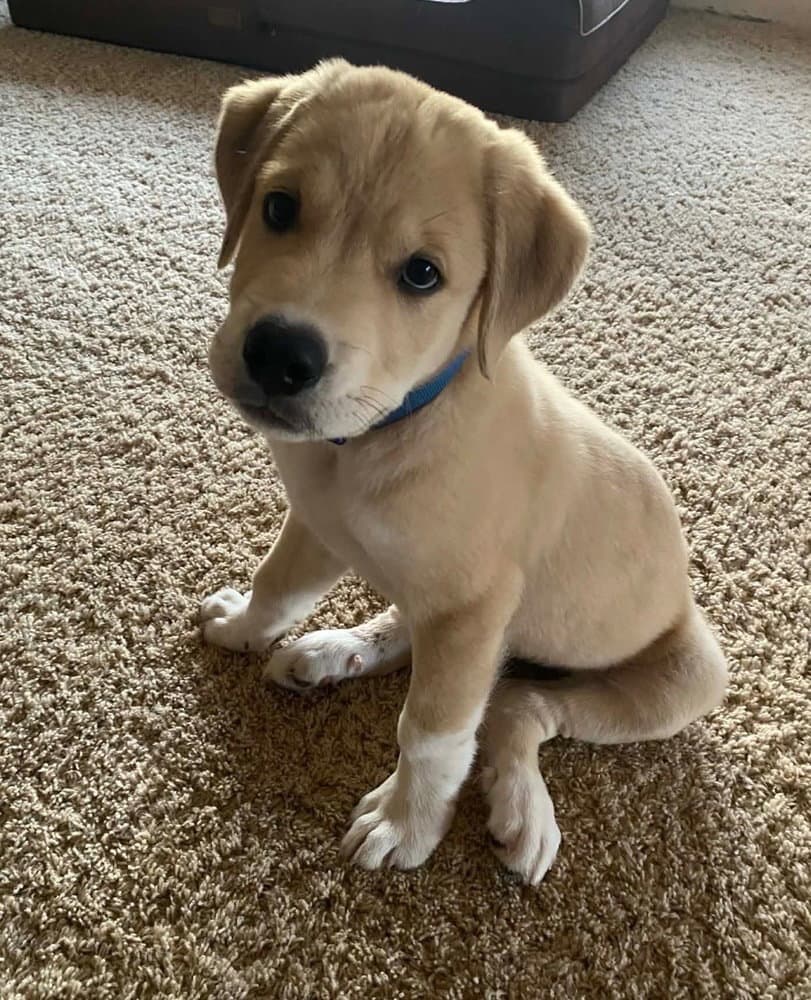 Farley - Golden Retriever