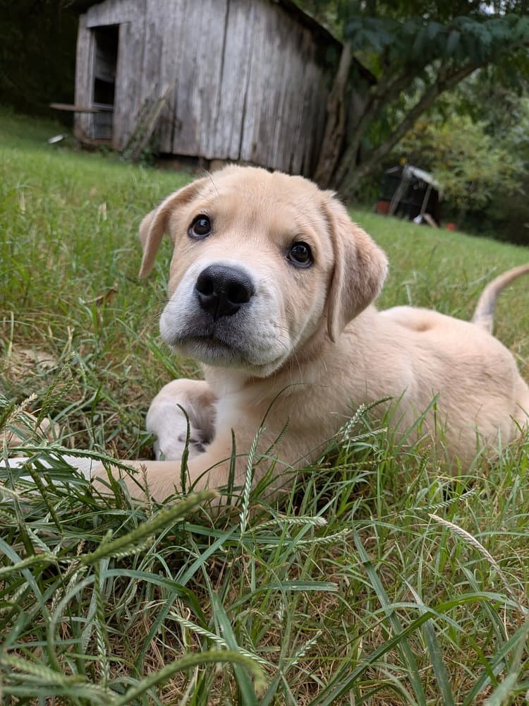 Farley - Golden Retriever