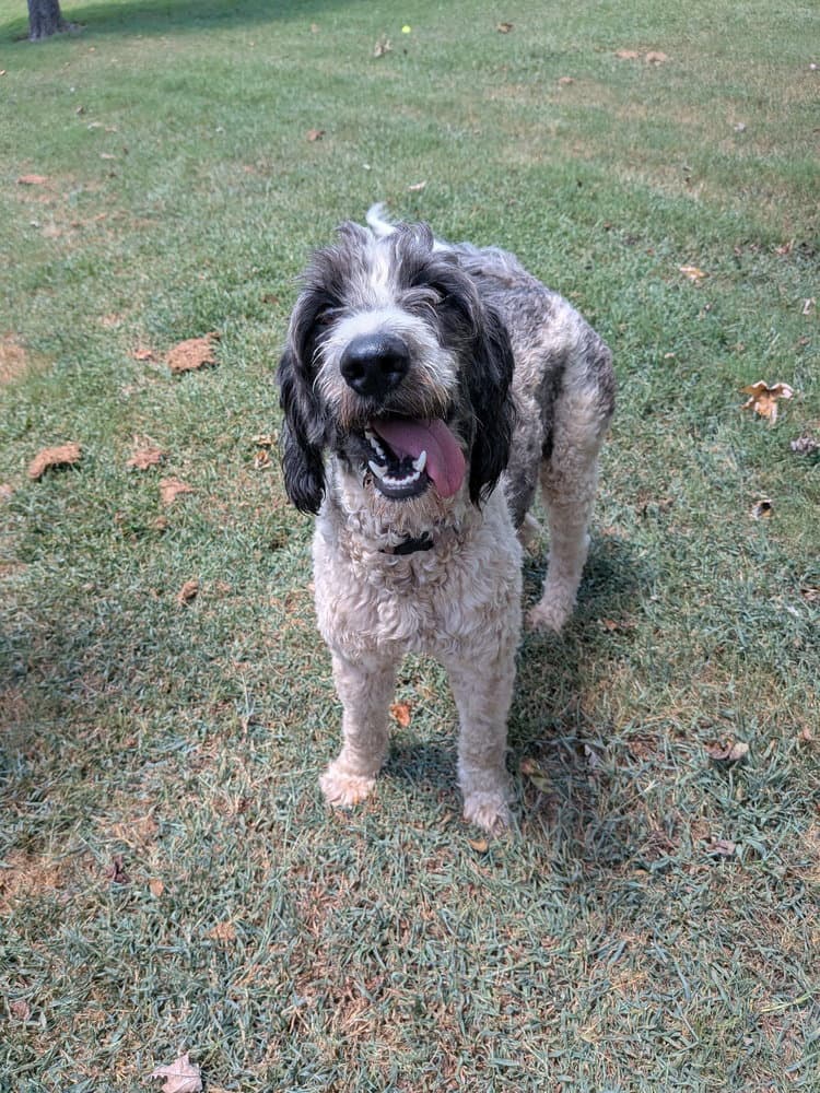 Mazie - Poodle (Standard)