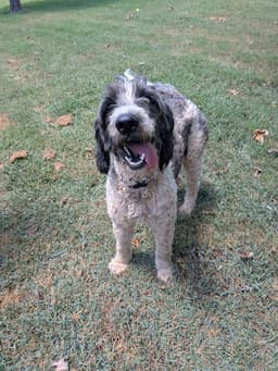 Mazie image 2