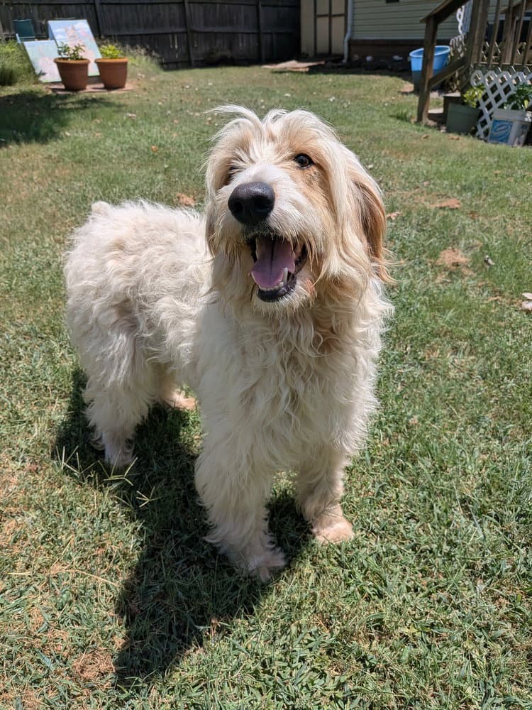 Holly - Poodle (Standard)