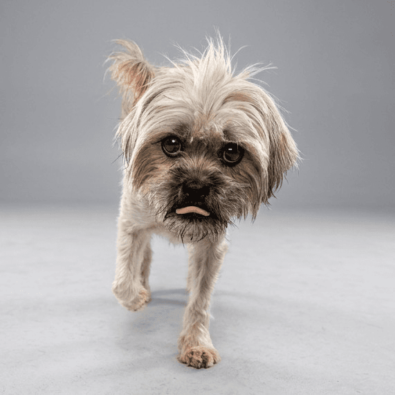 Boodles - Shih Tzu