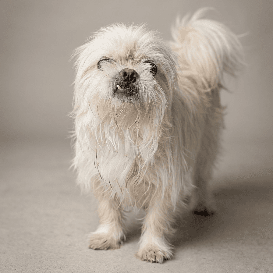 Bonkers - Shih Tzu