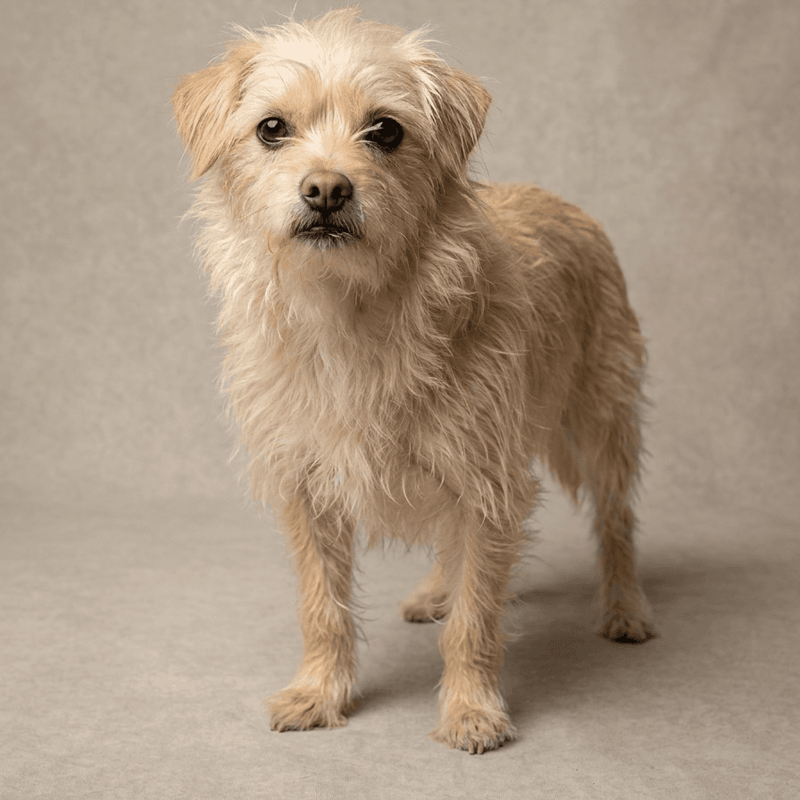 Watson - Terrier