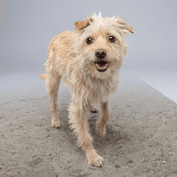 Windsor - Terrier