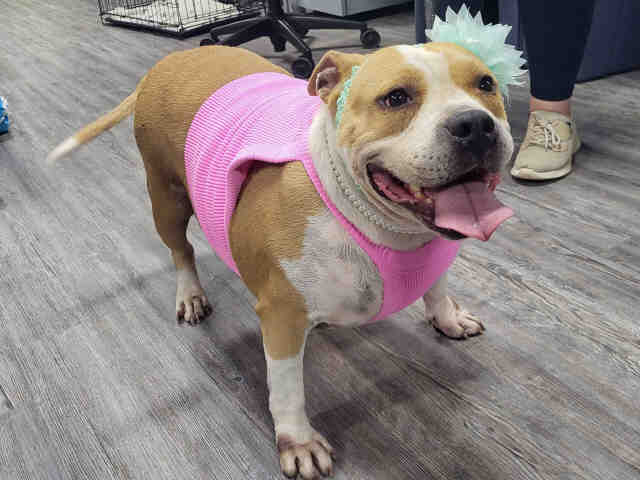 Mashed Potato - Pit Bull Terrier
