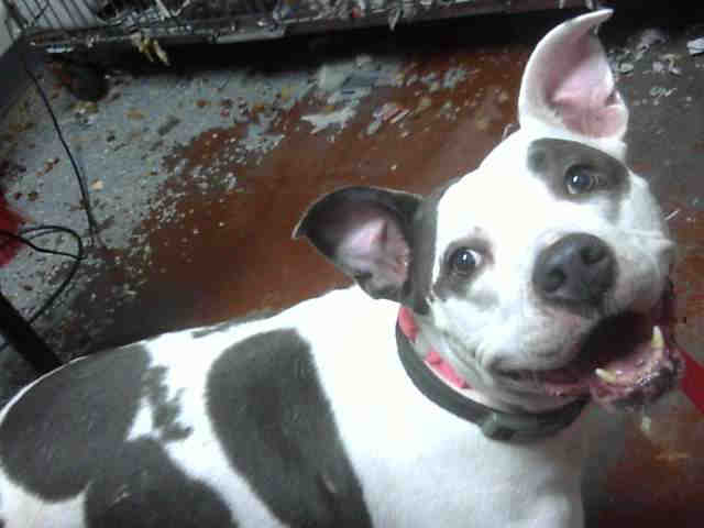Winnie - Pit Bull Terrier