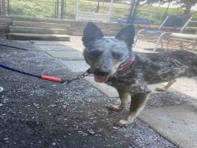 Bloo - Australian Cattle Dog/Blue Heeler